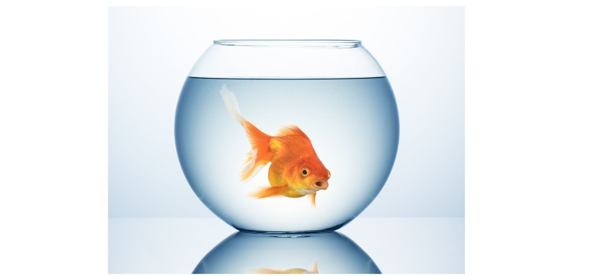 Regina’s Writings: Goldie the Goldfish